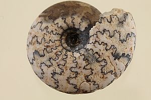 Ammoniten 3502